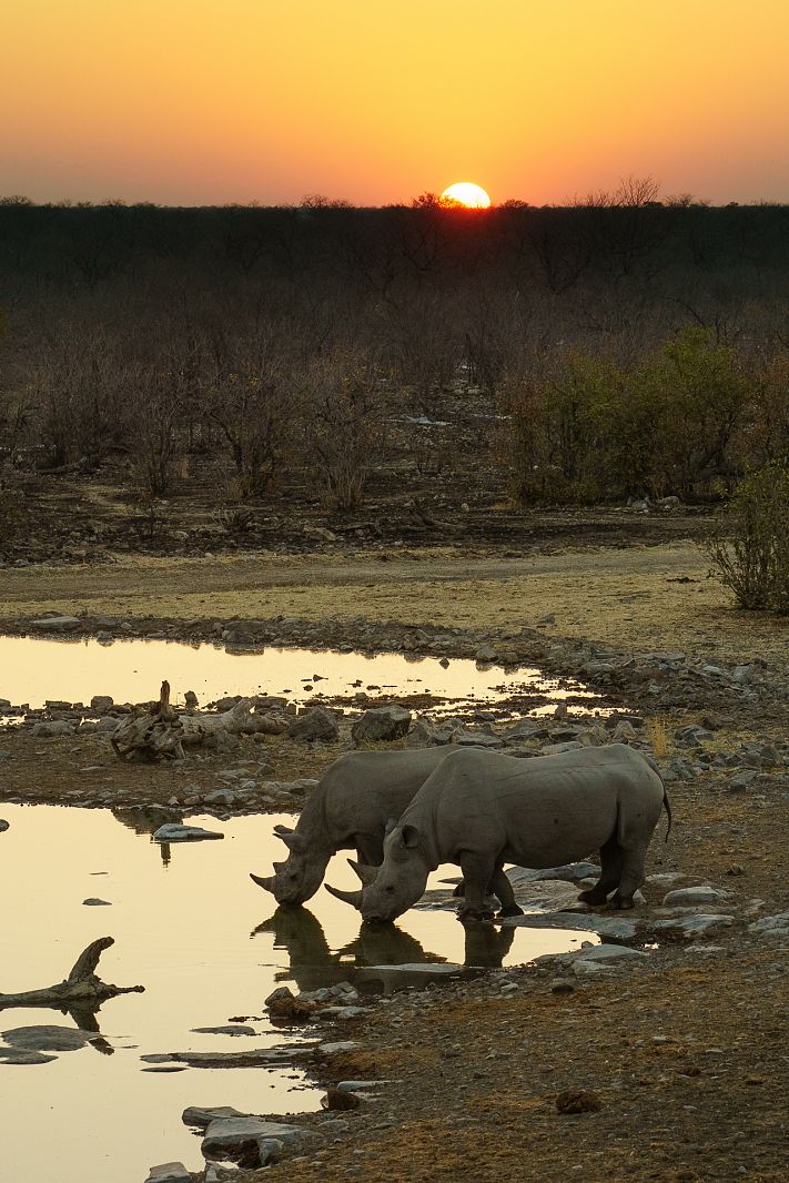 Rhinos drinking at Moringa Waterhole, Etosha National Park, Namibia